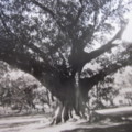 我也來當大藝術家-澳洲雪梨植物園內大樹之二