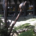 2011雪梨動物園