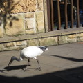 2011雪梨動物園