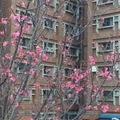 櫻花與城市