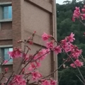 櫻花與城市