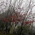 太平山賞紫葉楓