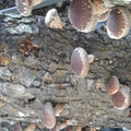 石壁上的香菇