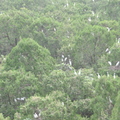 洪澤湖野鳥保護區