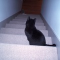總感覺他是一隻寂寞的探戈小黑貓。