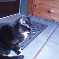 他，是我們這裡的一隻有主小黑貓。