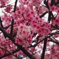 櫻開繽紛  春天就是要與櫻花約會 - 1
