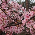 櫻開繽紛  春天就是要與櫻花約會 - 7