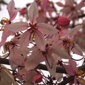 像櫻不是櫻  四月綻放的桃紅陣雨樹 - 1