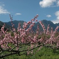 水果花季 寶島高山最美花景 - 2