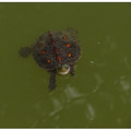 現在鯉魚潭看不見紅鯉在巡游，烏龜卻是很多！