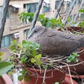 窗外花架上，忽然飛來一隻珠頸鳩，在薄荷葉花盆下了二個無暇的白蛋。因為初次見識，所以寫下牠們這次的經歷以為紀念。