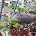 珠頸鳩邂逅記