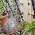 珠頸鳩邂逅記