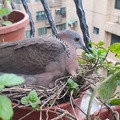 珠頸鳩邂逅記