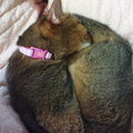 【栗子色的午後】陽光午睡與貓咪