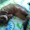 【栗子色的午後】陽光午睡與貓咪