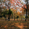 介紹大安森林公園冬天的紅葉