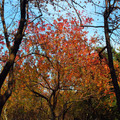 介紹大安森林公園冬天之變