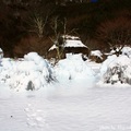 [日本] 冬遊東京／野鳥公園 樹冰 - 4