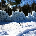 [日本] 冬遊東京／野鳥公園 樹冰 - 5