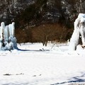 [日本] 冬遊東京／野鳥公園 樹冰 - 10