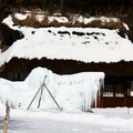 [日本] 冬遊東京／野鳥公園 樹冰 - 16