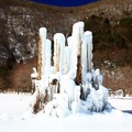 [日本] 冬遊東京／野鳥公園 樹冰 - 19