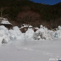 [日本] 冬遊東京／西湖野鳥の森公園 看樹冰不用跑東北藏王@山梨縣 - 34