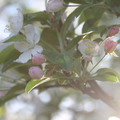 apple blosson 03/28/2012