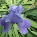 A6: 鳶尾花 Iris, Iris, Iris...