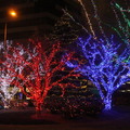 Seasonal Street Light  Dec 2012 4