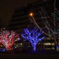Seasonal Street Light  Dec 2012 5