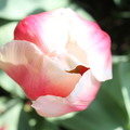 Tulip 2012-04-24 02