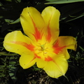 Tulip 2012-04-24 03