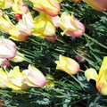 Tulip 2012-04-24 04