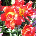 Tulip 2012-04-24 05