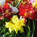 Tulip 2012-04-24 06
