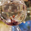 1412-玻璃燈泡裡的魚