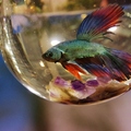 1412-玻璃燈泡裡的魚