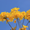 藍天映襯下的黃花風鈴木
