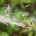 剛抽出穗的芒草花嗎?