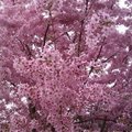 4月ㄉ櫻花