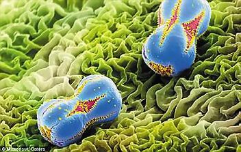 ●電子顯微鏡下，花粉可愛又美麗，但它們有些是會危及健康的懸浮微粒。(歐新社)