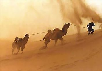 ●內蒙古自治區阿拉善盟，是大陸沙塵暴主要起源地之一。沙塵暴來襲時，連駱駝都行走困難。（取自網路）