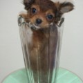 花瓶狗？剛從寵物店接回家裡的第二天，「美玫」的狗體還能塞進花瓶中呢！／20100108白面書生LEO拍攝