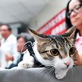 台北市動保處與台大獸醫學院合作調查，昨天首次公布2012年犬貓十大死因報告，家貓十大死因之首為腎衰竭。 記者盧振昇／攝影