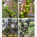 我家花園裡的樹葡萄---嘉寶果