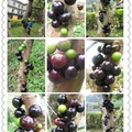我家花園裡的樹葡萄---嘉寶果