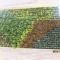 綠的展演--校園植生牆